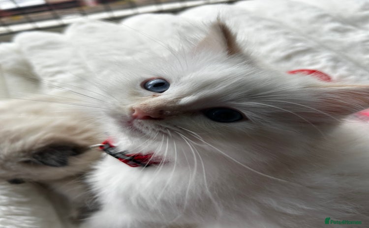 Ragdoll cats - Advert 2