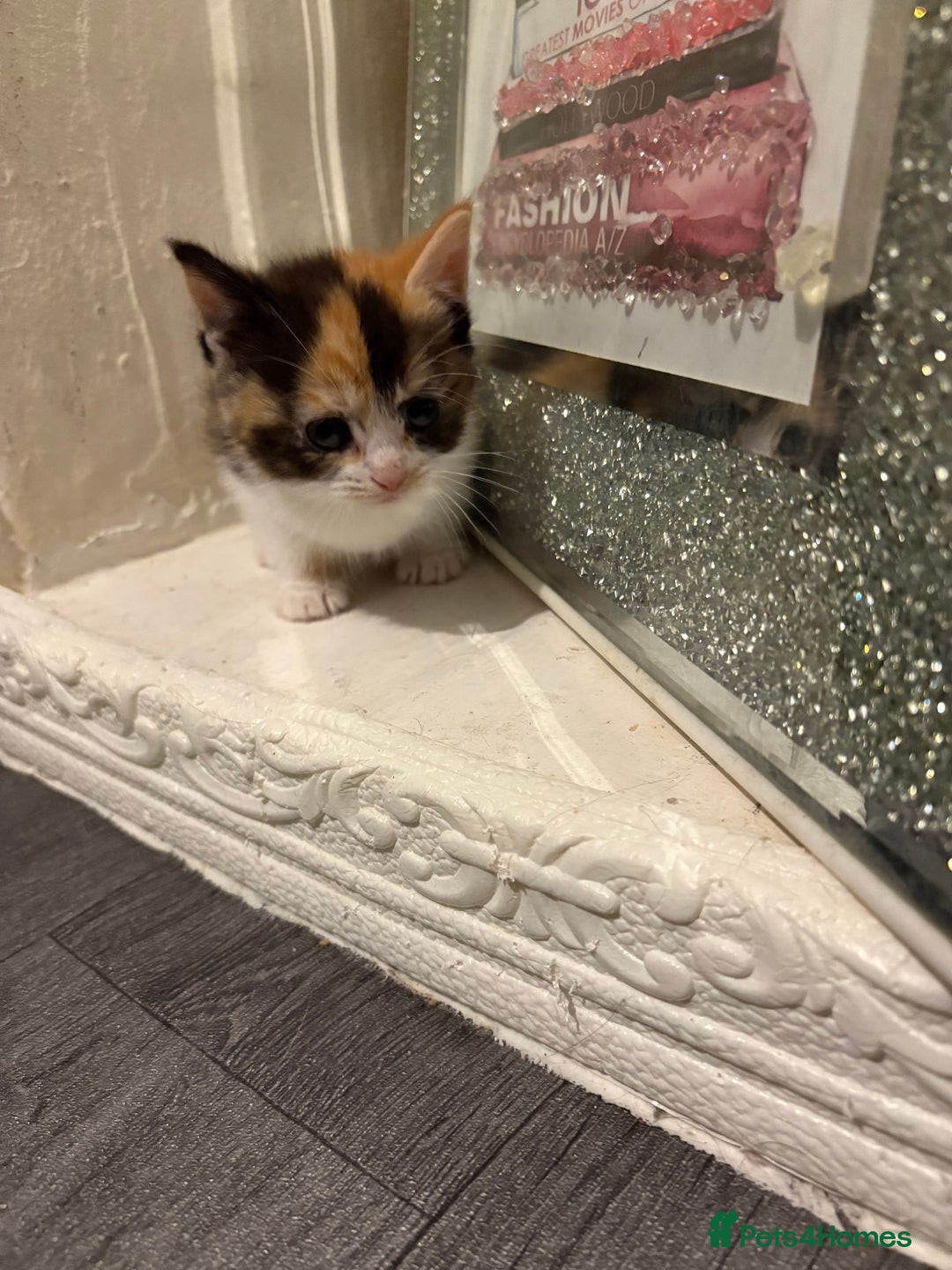 British Longhair cats for sale: british shorthair and longhair kittens for sale  - Advert 22