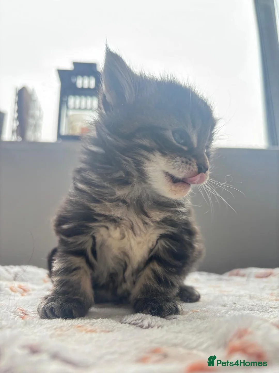 Maine Coon cats for sale: Maine coon kittens in Wembley - Advert 7