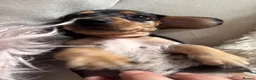 Miniature Dachshund dogs for sale: 9 Week Old Miniature Dachshund puppies in Southampton - Advert 12