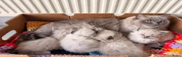 Ragdoll cats for sale: Beautiful Blue-Eyed Ragdoll Kittens - Advert 22