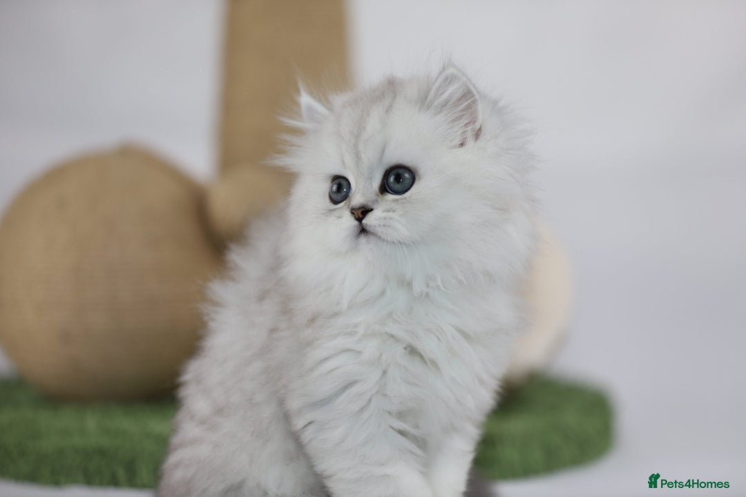 Persian cats for sale: Stunning Chinchilla Persian Kittens 💕 - Advert 10