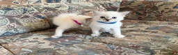 Ragdoll cats for sale: Ragdoll kittens for sale in Swindon - Advert 6