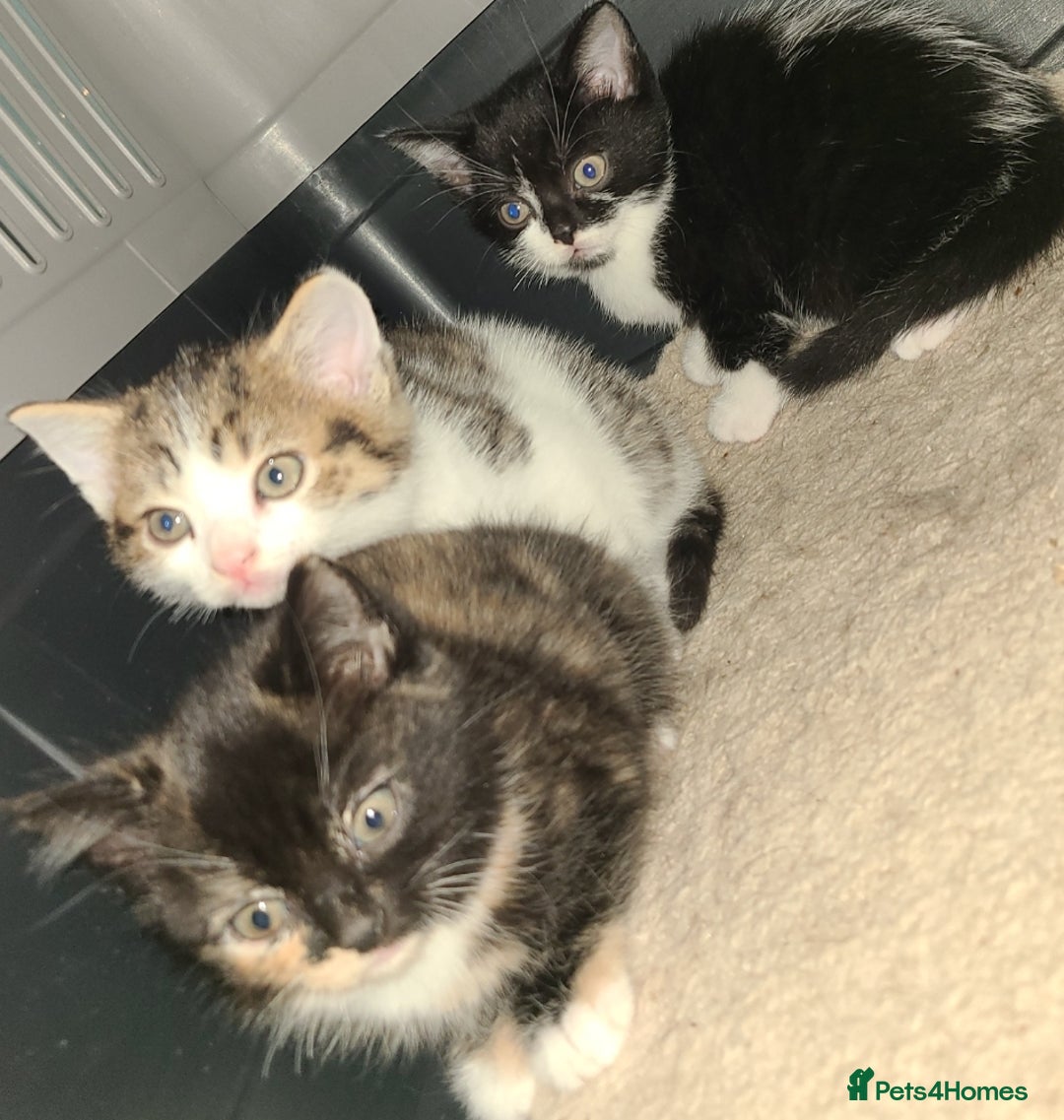 Mixed Breed cats for sale: Kittens ready now 🎁  - Advert 7