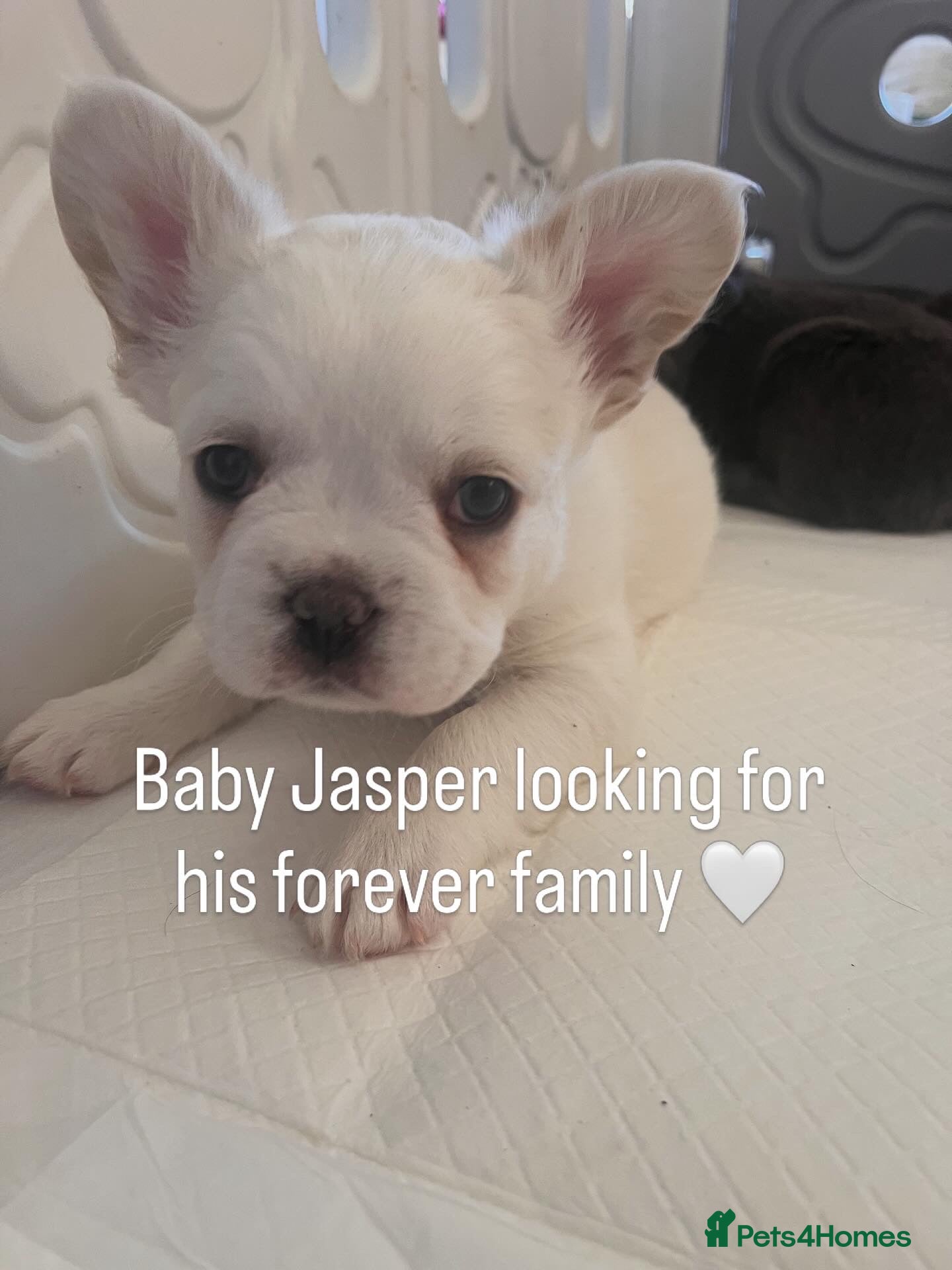 French Bulldog dogs Fluffy French bulldog - Advert 1