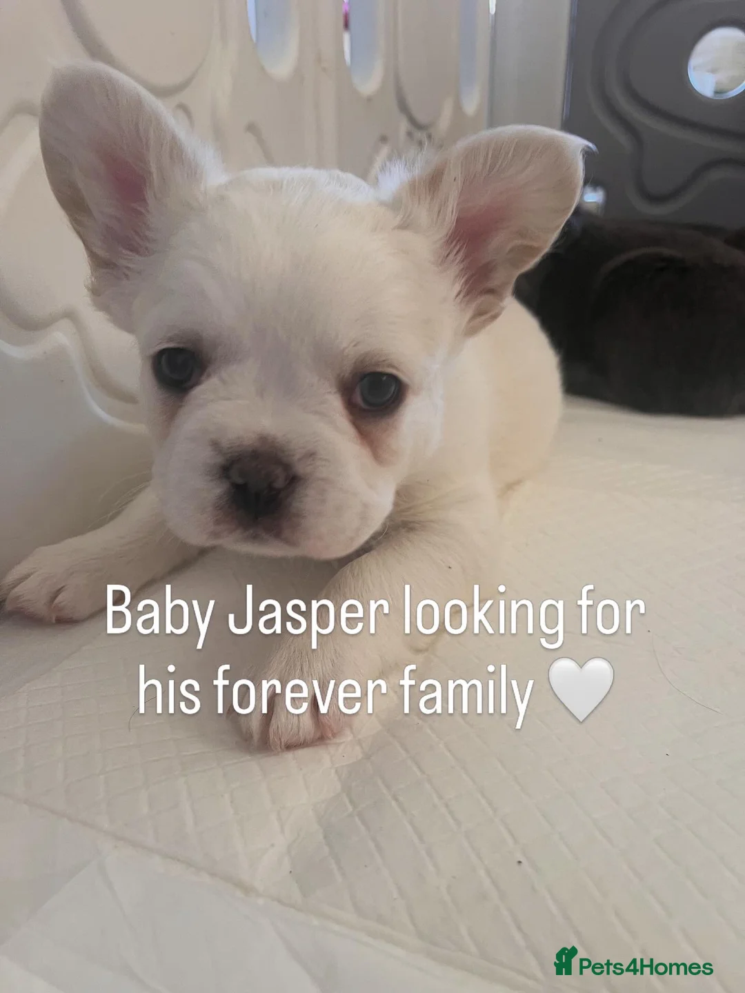 French Bulldog dogs for sale: Fluffy French bulldog - Advert 1