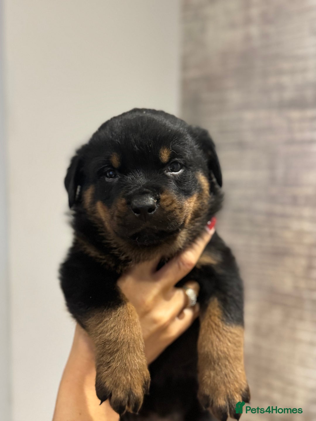 Rottweiler dogs for sale: Rottweiler Puppies - Advert 3