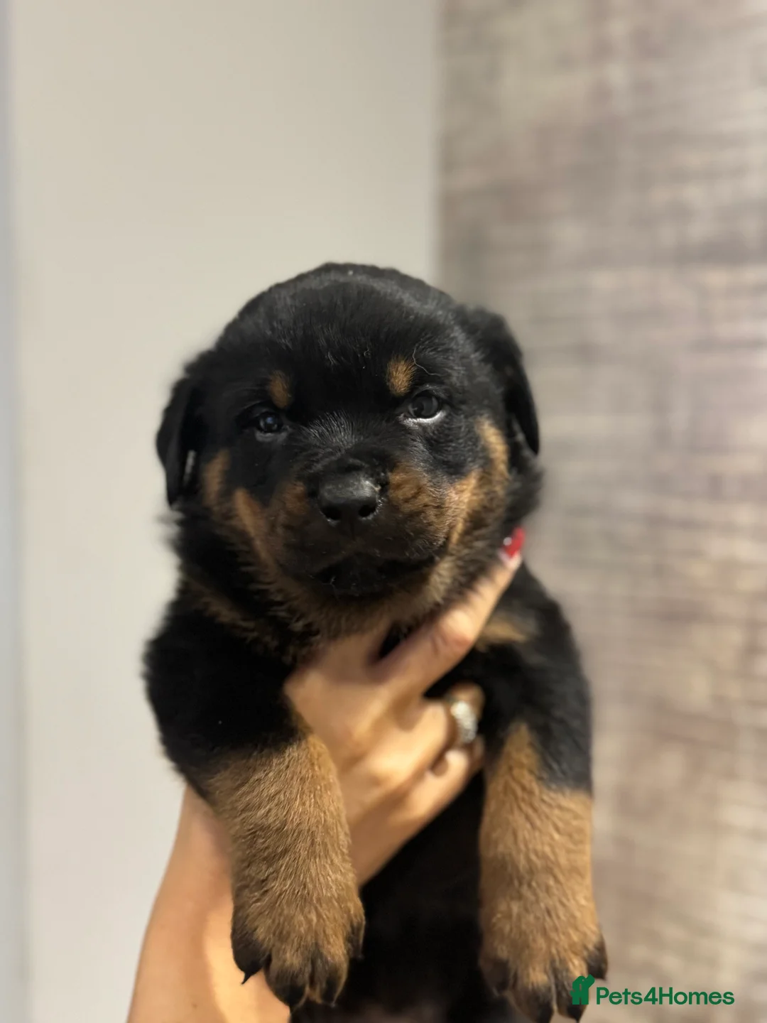 Rottweiler dogs for sale: Rottweiler Puppies - Advert 2