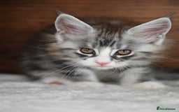 Maine Coon cats for sale: ✨Meet Cherry & Plum✨- TICA Reg - High Smoke-white - Image 6