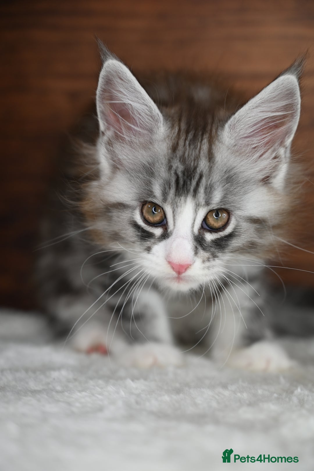 Maine Coon cats for sale: ✨Meet Cherry & Plum✨- TICA Reg - High Smoke-white - Image 6