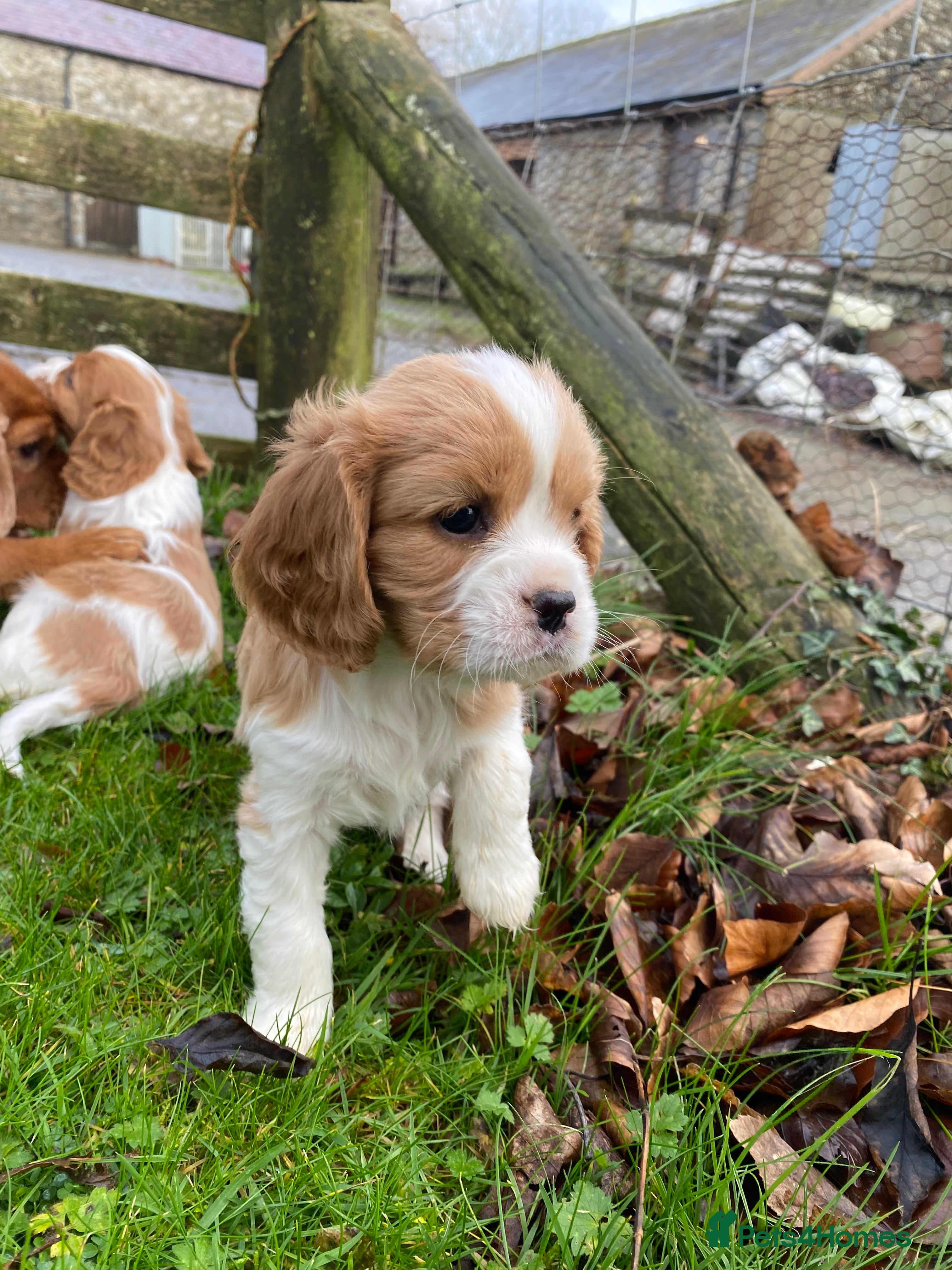 Cavalier King Charles Spaniel dogs 🐶🐶 Beautiful Cavalier King Charles Spaniel pupps - Advert 1