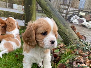 Cavalier King Charles Spaniel dogs 🐶🐶 Beautiful Cavalier King Charles Spaniel pupps - Advert 4