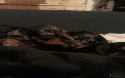 Dachshund dogs for sale: Beautiful Litter Standard Smooth Dachshunds - Advert 9