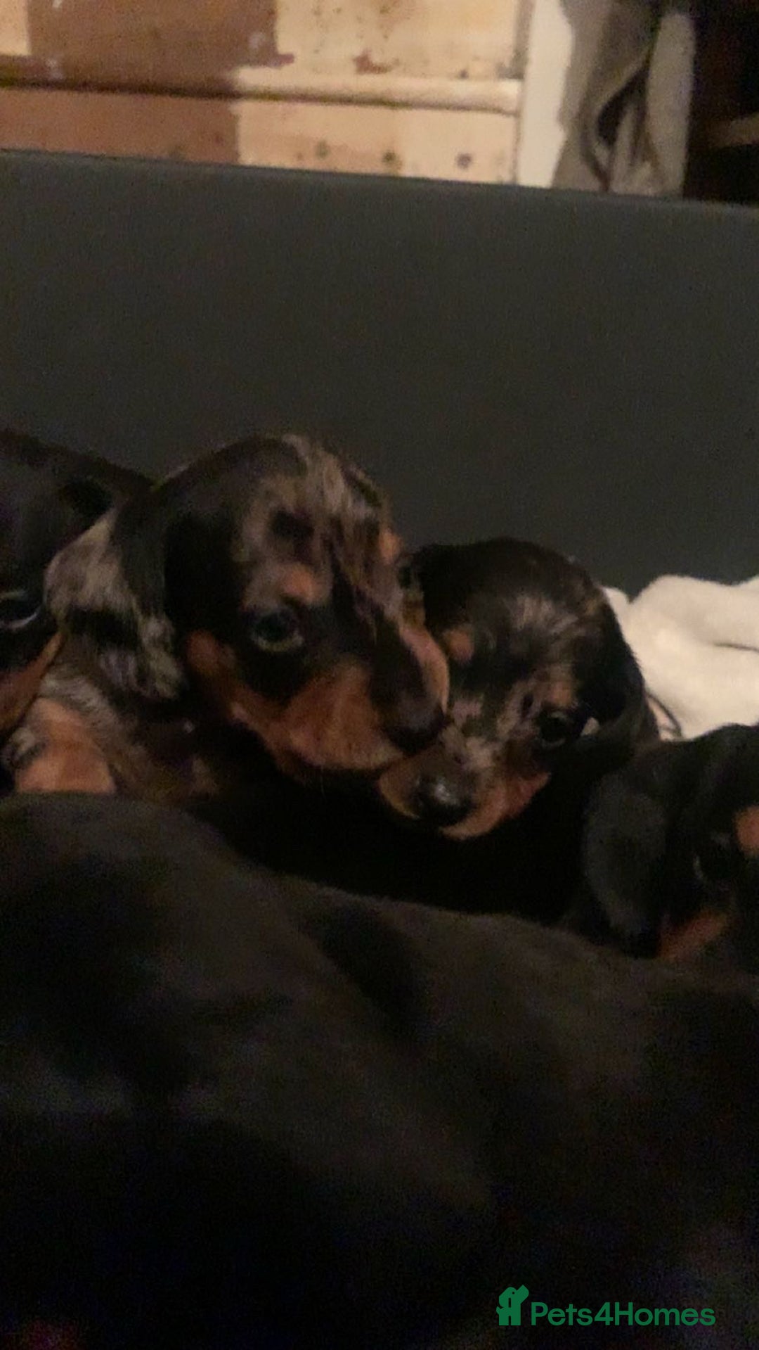 Dachshund dogs for sale: Beautiful Litter Standard Smooth Dachshunds - Advert 9