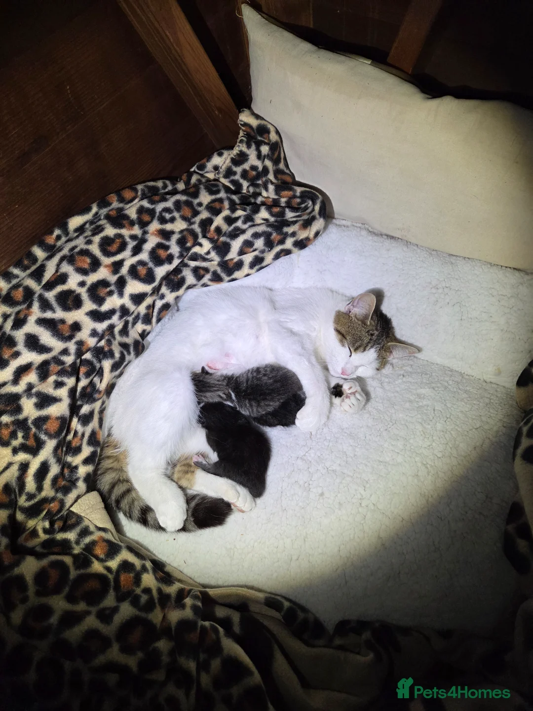 Mixed Breed cats for sale: Kittens for sale with mum  - Advert 4