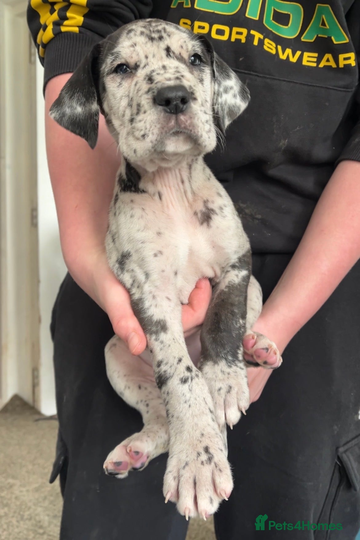 Great Dane dogs Kc reg health tested Great Dane pups - Advert 5