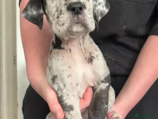 Great Dane dogs Kc reg health tested Great Dane pups - Advert 5