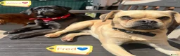 Mixed Breed dogs for adoption: 💙FRED &❤️WILMA – A Bonded Pair Of Puggles  - Advert 4