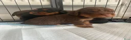 Cocker Spaniel dogs for sale: KC Registered Working Cocker Spaniel Puppies - Advert 6