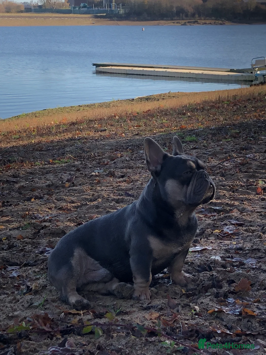 French Bulldog dogs for stud: French Bulldog to stud out in Derby - Advert 4