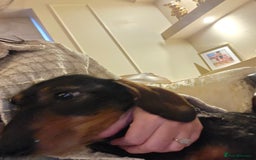 Dachshund dogs for sale: Mrs Kelly Armstrong  - Image 4