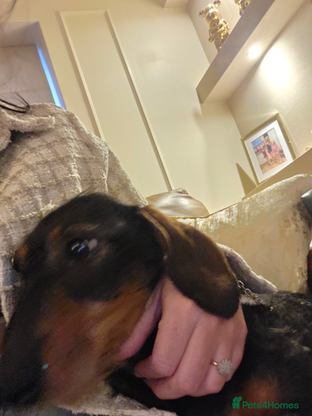Dachshund dogs for sale: Mrs Kelly Armstrong  - Image 4