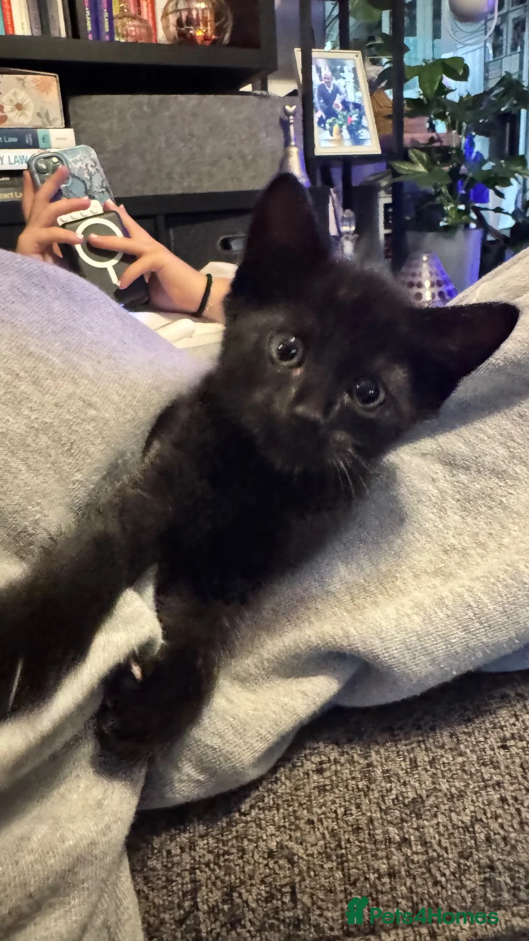 Mixed Breed cats for sale: Beautiful 🐈‍⬛ kittens x - Advert 30
