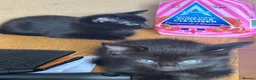 Mixed Breed cats for sale: 2 beautiful pure black mixed breed kittens  in Newark - Advert 2