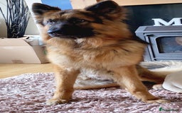 German Shepherd dogs for stud: German Shepherd For Stud - Image 10