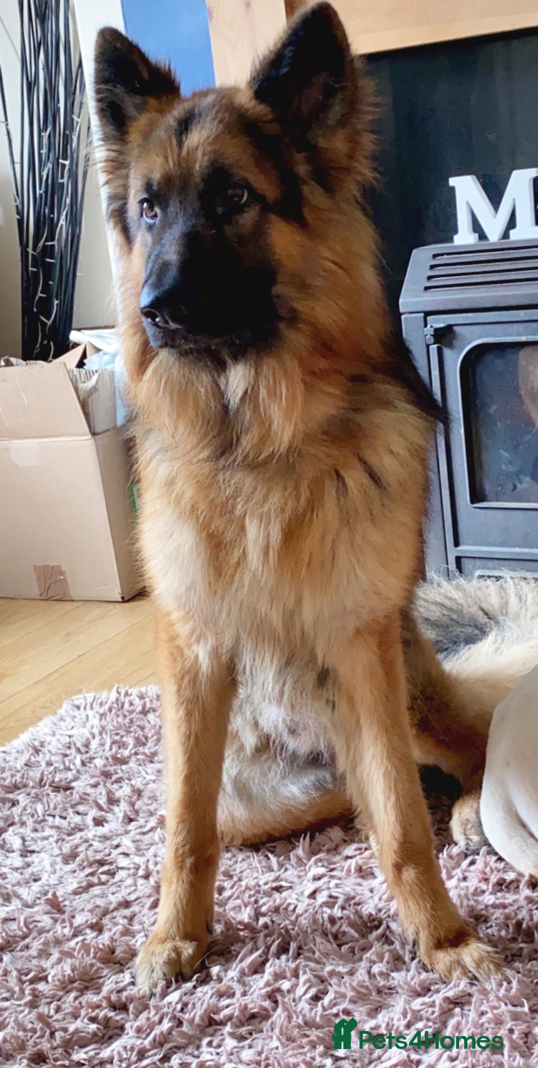 German Shepherd dogs for stud: German Shepherd For Stud - Image 10