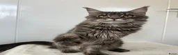 Maine Coon cats for sale: Ex queen female girl XXL Russian lines Maine Coon in Poole - Advert 6