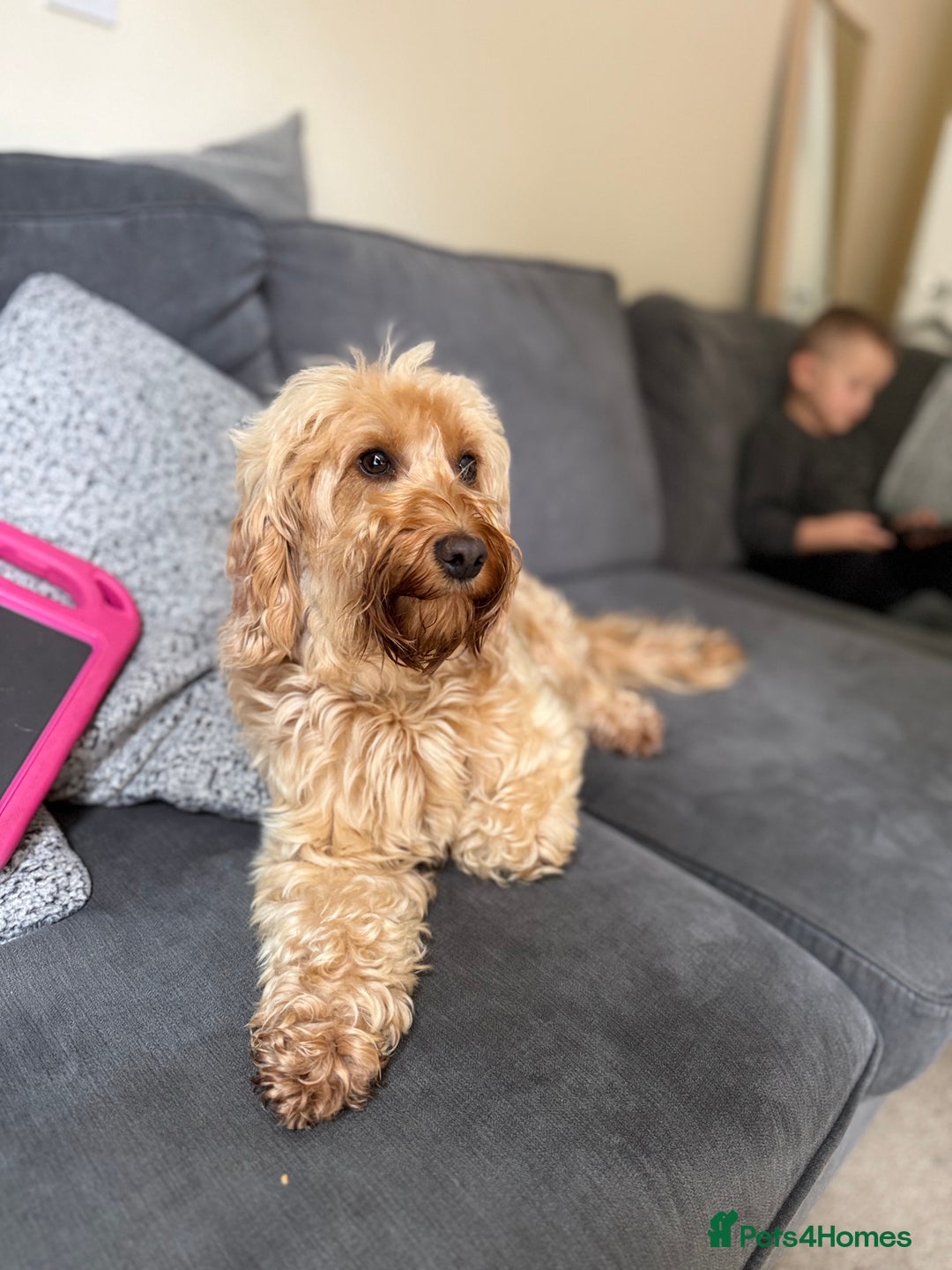 Cockapoo dogs for sale: Loving Cockapoo Looking for a New Home  - Image 1