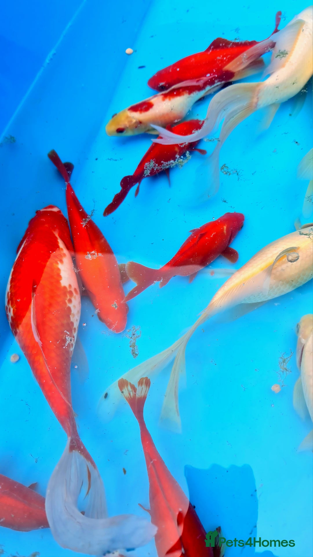 Goldfish fish for sale: GOLDFISH KOI CARP GHOST CARP BUTTERFLY KOI FISH - Image 4