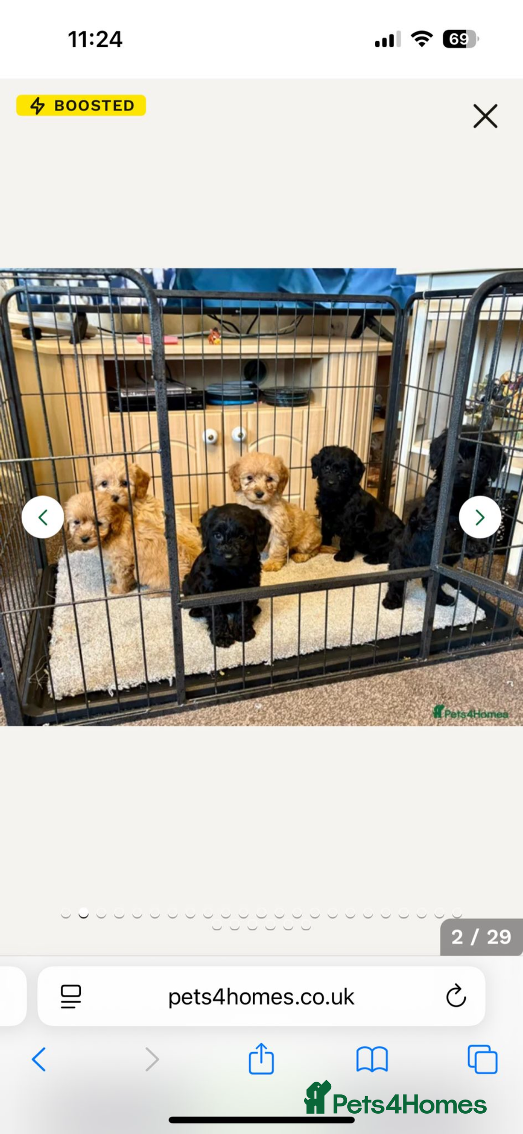 Cavapoo dogs for sale: Fb1 cavapoo - Advert 2