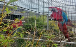 Macaws birds for sale: Proven breeding pair of Greenwing Macaws - Image 6