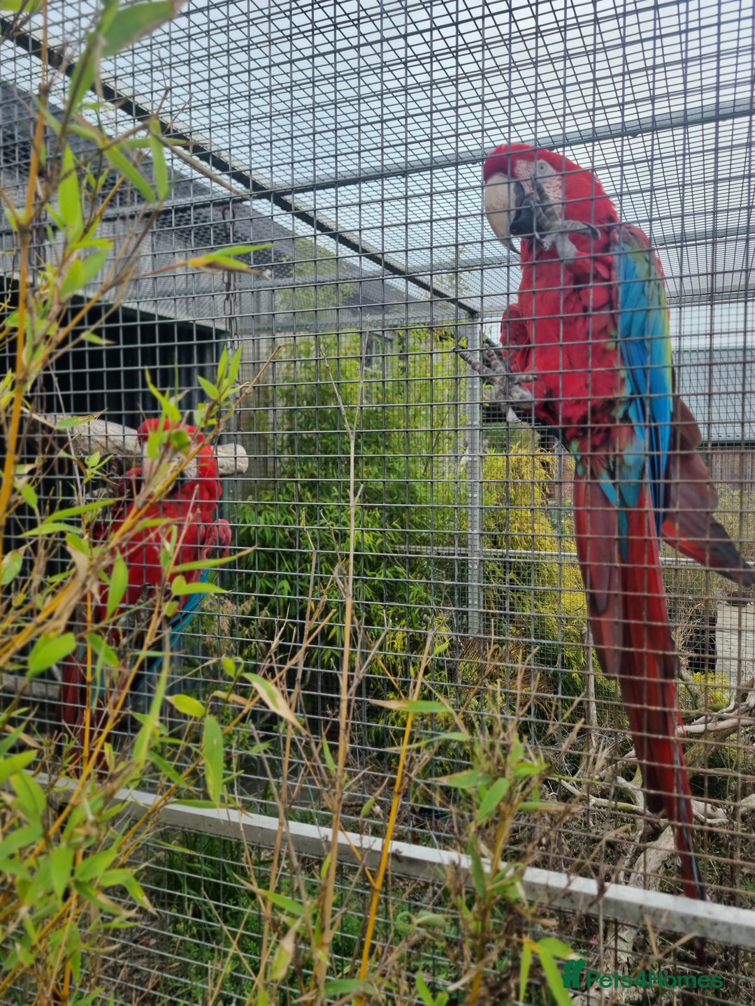 Macaws birds for sale: Proven breeding pair of Greenwing Macaws - Image 6