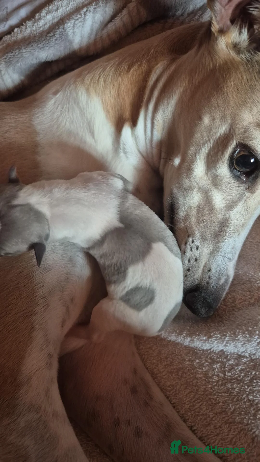 Whippet dogs for sale: Male whippet puppy available - Advert 5