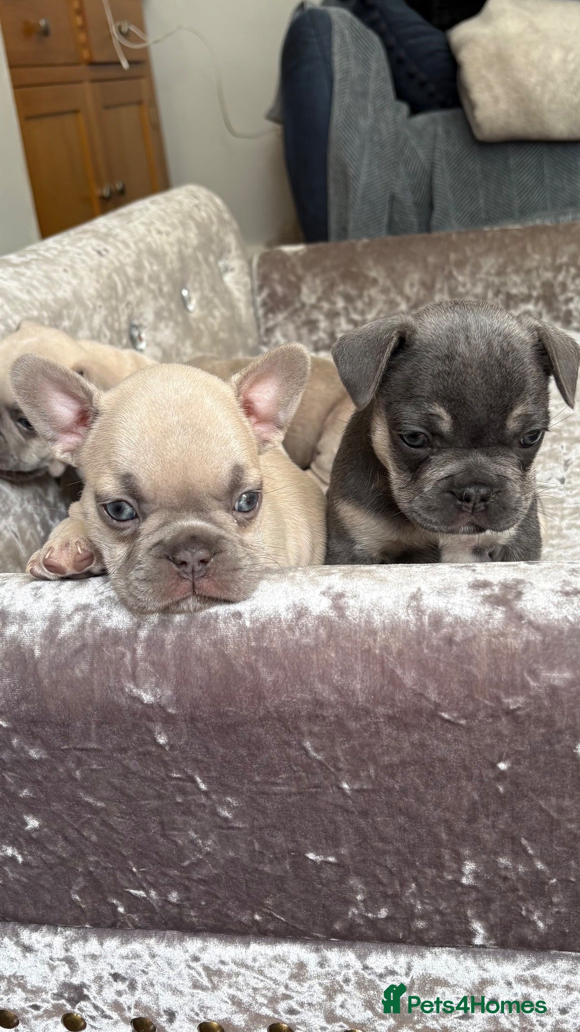 French Bulldog dogs French Bulldog Puppies - Advert 16