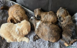 Shih Tzu dogs for sale: Stunning Rare Brindle Imperial Shih Tzu puppies - Image 17