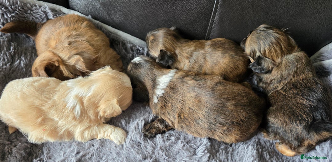 Shih Tzu dogs for sale: Stunning Rare Brindle Imperial Shih Tzu puppies - Image 17