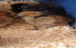 Chickens poultry for sale: Silkie chicks available for new homes - Image 1