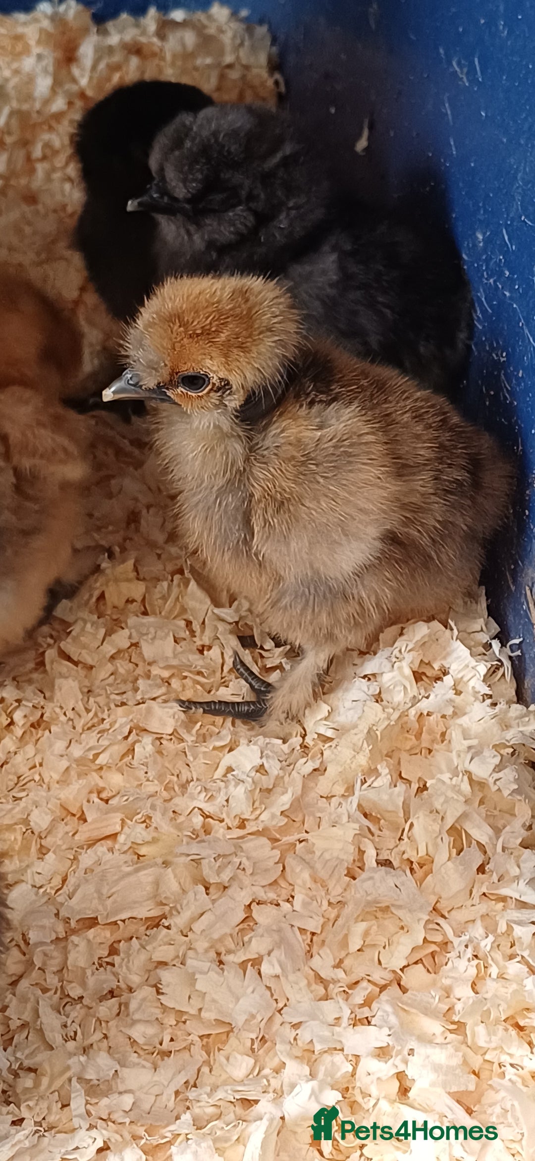 Chickens poultry for sale: Silkie chicks available for new homes - Image 1