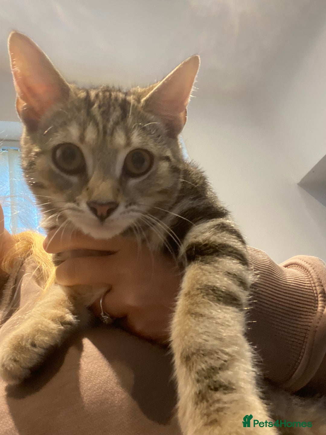 British Shorthair cats for sale: Tabby boy - Advert 2