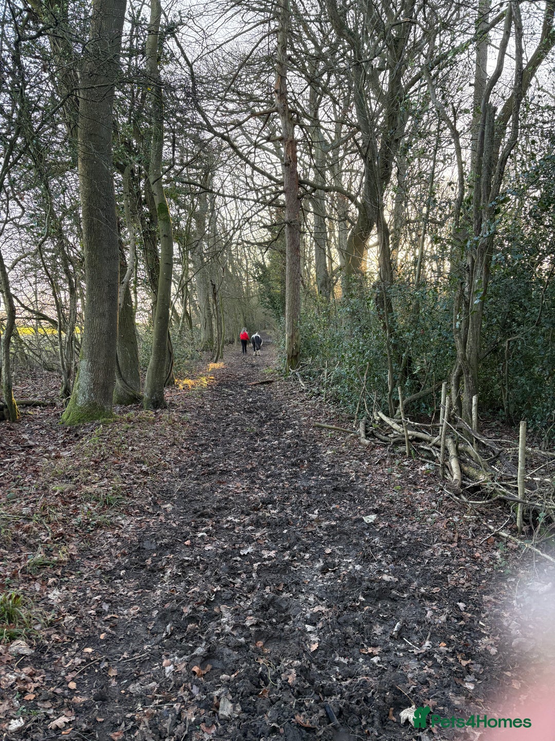 Irish Cob horses for sale: Duchess  - Advert 15