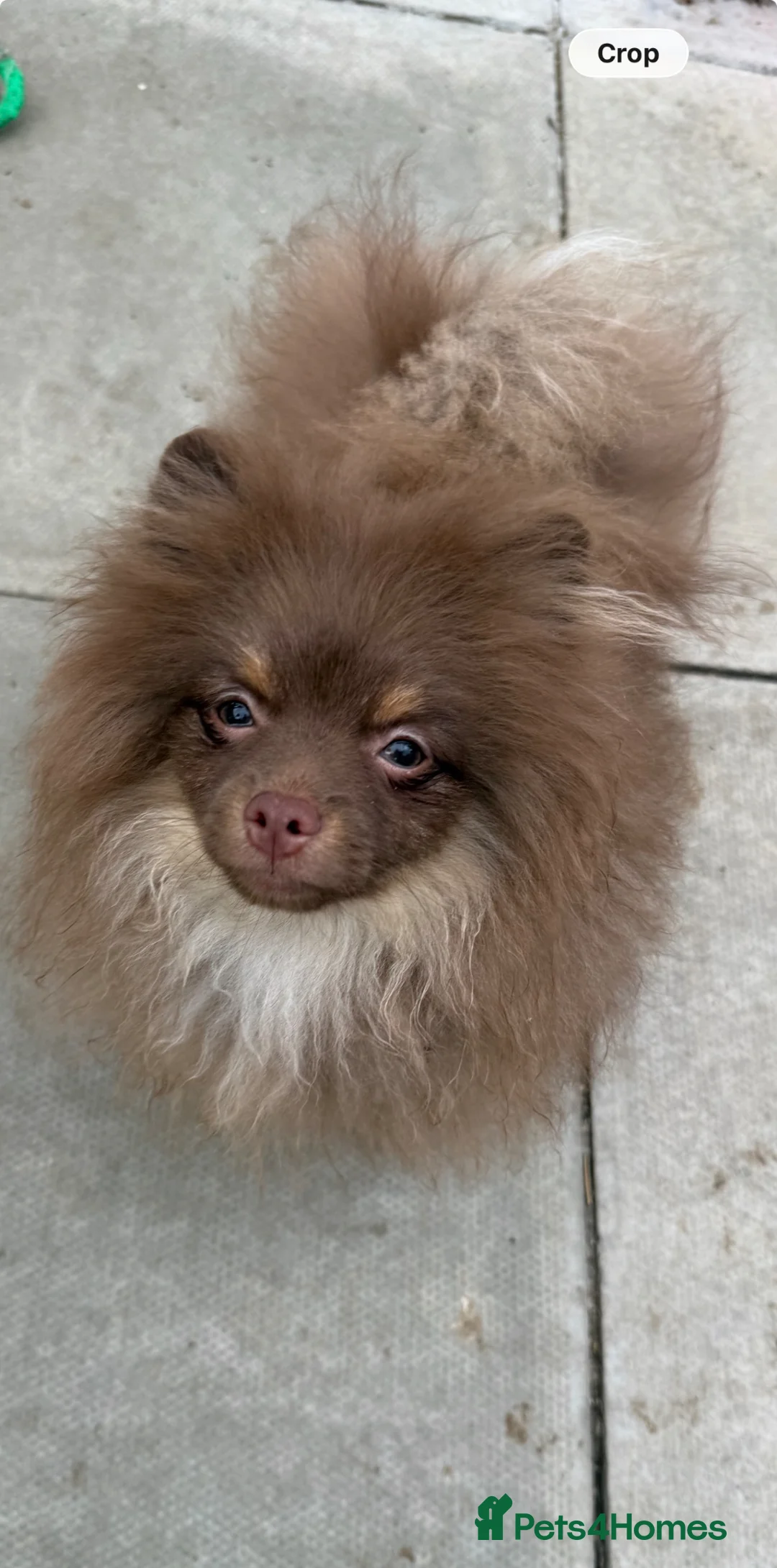 Pomeranian dogs for sale: For sale Stunning Pomeranian puppy - Advert 1