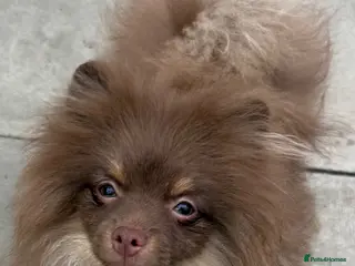 Pomeranian dogs For sale Stunning Pomeranian puppy - Advert 3