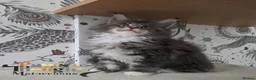 Maine Coon cats for sale: Outstanding quality Tica reg Mainecoon  - Advert 4