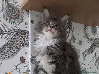 Maine Coon cats Outstanding quality Tica reg Mainecoon kittens - Advert 11