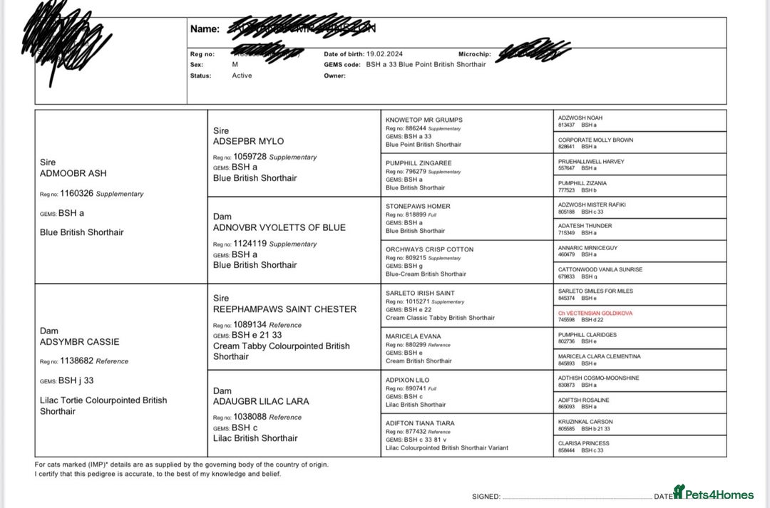 British Shorthair cats for stud: 🐻 BEAR 🐻 BRITISH SHORTHAIR FOR STUD DUTY GCCF - Image 2