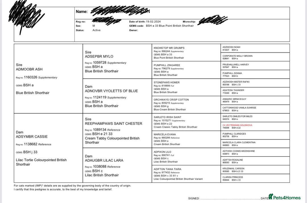 British Shorthair cats for stud: 🐻 BEAR 🐻 BRITISH SHORTHAIR FOR STUD PROVEN GCCF - Advert 2